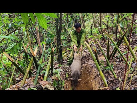 A Wild Boar Falls into a Trap - Wild Boar Care, Foraging, Survival Instinct, king kong amazon