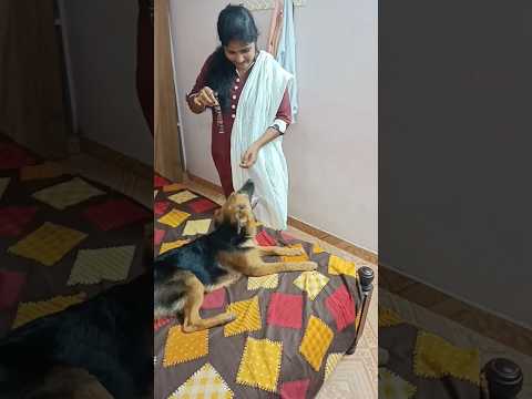 maggi dog🐕‍🦺#youtubeshorts #doglovers