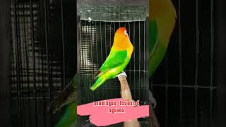Download lagu pancingan burung lovebird ngekek #suara #kicaumania #burung mp3 Download lagu pancingan burung lovebird ngekek #suara #kicaumania #burung mp3