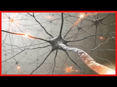 Funciones de los 12 pares craneales