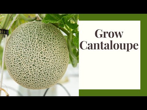 Grow Cantaloupe and Muskmelon in Zone 6