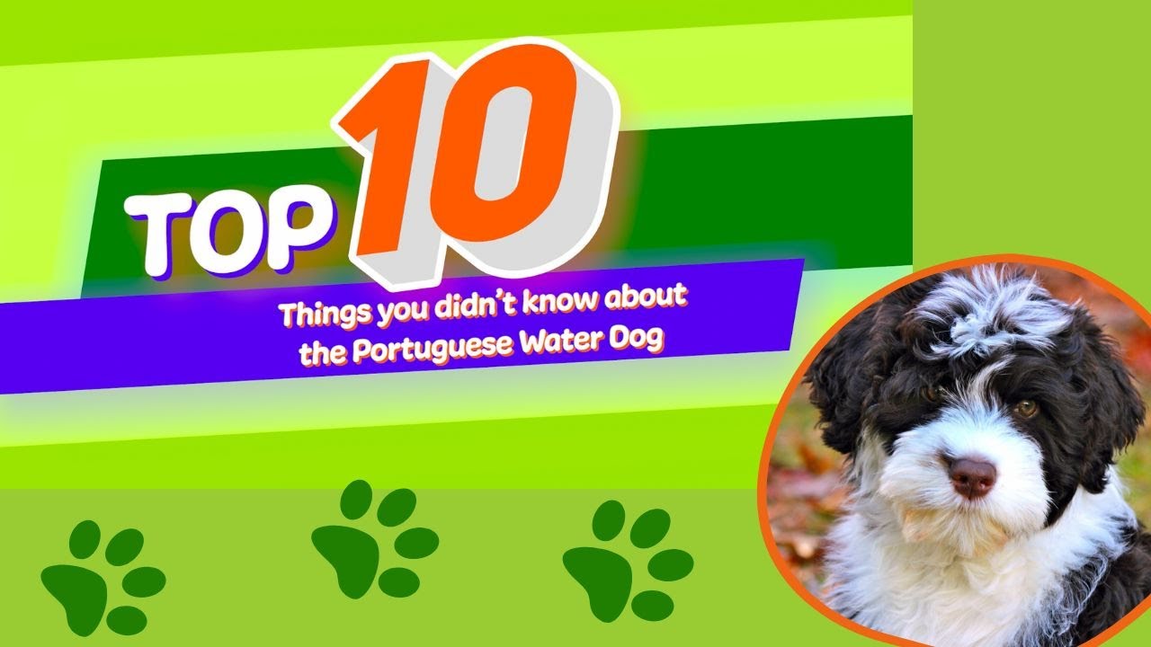 10 Things You Didn't Know About The Portuguese Water Dogs