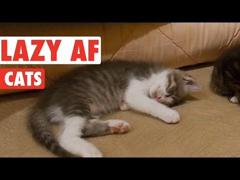 Funny animal videos - Super Lazy Cat