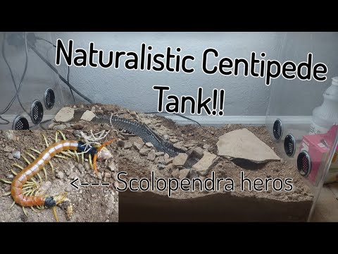 Stonožka púštna (Scolopendra heros) — video o chove a starostlivosti