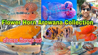 আরোয়ানা হর্ন এর কালেকসান | Serampore Pet Market Fish | Aquarium Fish Price | Serampore Pet Market