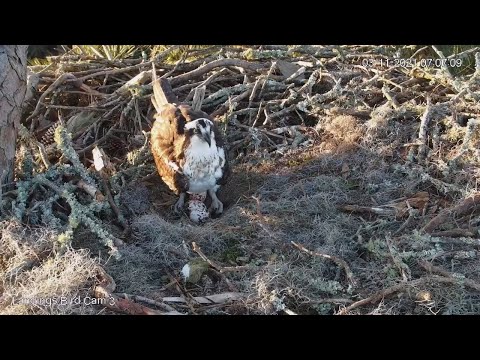 Female Osprey Lays Egg #3 | Savannah Osprey Cam – March 11, 2021