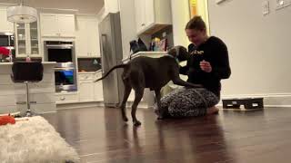 Vienna - Pitbull Hugs and Kisses