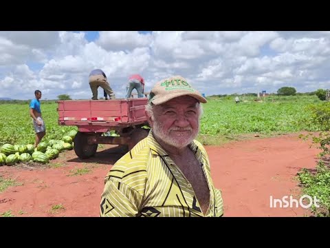 FARTURA NO SERTÃO NORDESTINO VEJA PRODUÇÃO DE MELANCIA NO SÍTIO ARAPIRACA VERDEJANTE PERNAMBUCO.