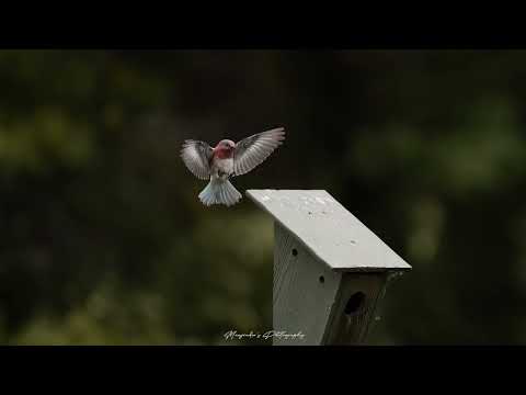 Birds 2023 by Manjinder's Photography