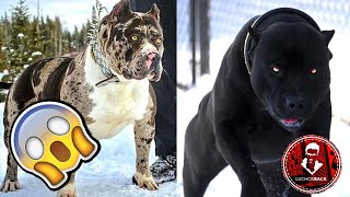 TOP 7 ANIMALES QUE FUERON CREADOS POR EL DIABLO