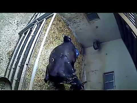 VITALIS Hengst Fohlen 2018 Geburt