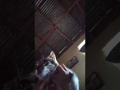 18 de noviembre de 2020