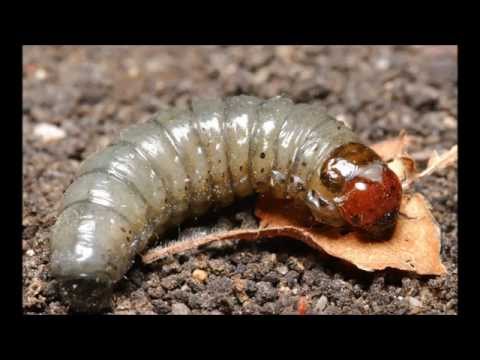 Bad MF feat Bad Girl  Let it be (BES remix) DNB