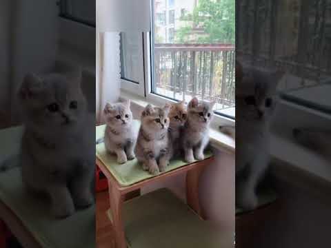 Cute cats dancing | dancing cats #cute #cat #dance #adorable #amazing #shorts #stunning