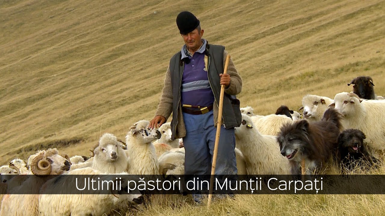 Ultimii păstori din Munții Carpați