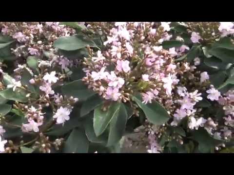 Majestic Beauty Indian Hawthorn Rhaphiolepis x 'Montic'