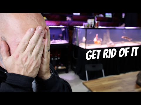 You MUST Know This Before Buying An Aquarium (Aquarium Nightmares)