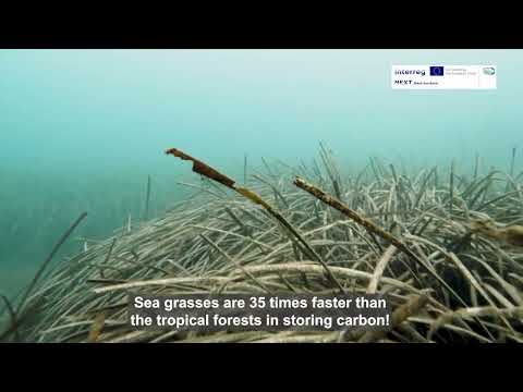 Seagrass Meadows in Every Breath