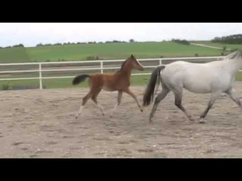Je m'envole (Balou du Rouet x Olympic Ahorn)