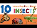 10 interesting facts about insects | Science for Kids Series