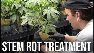 Saving my plants from Stem Rot / Root Rot - Rockwool