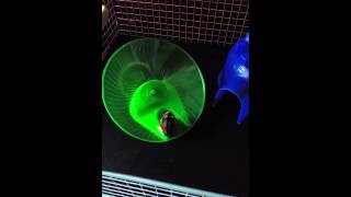 Dearf hamster on giant satellite