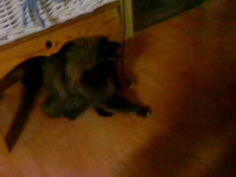 Katten vill inte leka med mig