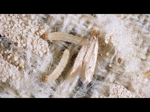 2nd YouTube video about how do the moth larvae survive predators