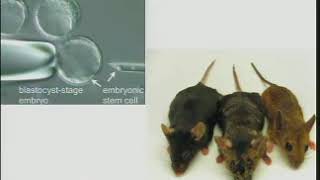 Tyler Jacks - Modeling Cancer in the Mouse