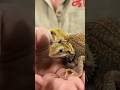 Meet our TWO HEADED BEARDED Dragon🤯
