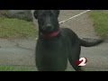 USPS Won T Deliver Mail Because Of Dog