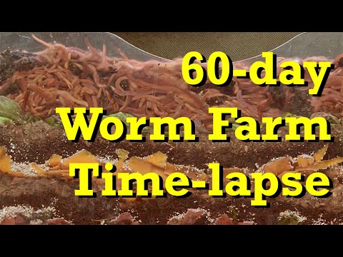 Densely Packed Worm Farm 60-day FAST Time-Lapse - vermicomposting
