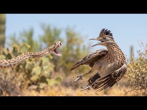 No Snake Alive Can Reach This Roadrunner