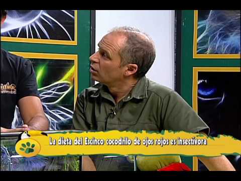 C68 SCINCO COCODRILO OJOS ROJOS