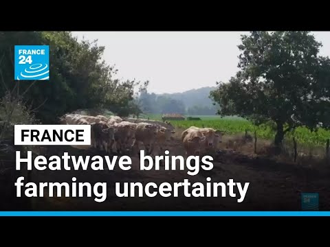 Climate-change driven heatwave brings uncertainty to French farmers