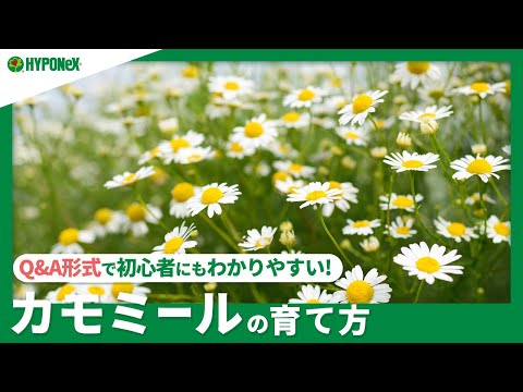 本物のカモミール 植物