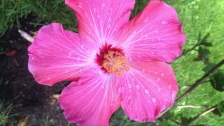 Rasheeda Azar - Sweet Talk Me Now- Bob James