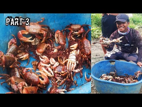 e88 Part 3 | Basic Trap para Makarami Ng kuray | Big Land Crab | Catch N Cook