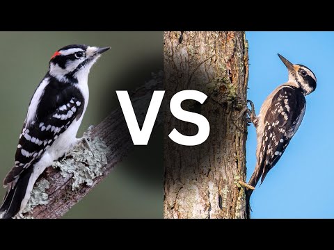 How to Tell the Difference Between Downy and Hairy Woodpeckers
