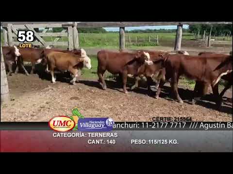 Lote 140 Terneras en Col. Elisa, Chaco