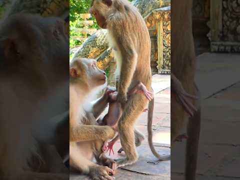 Sister Monkey Mila wants play Baby Melany