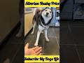 Siberian Husky Dog Price Shorts Dog