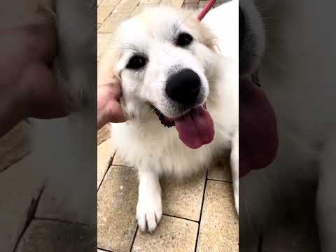 Lady, an adoptable Great Pyrenees in Spring, TX_image-1