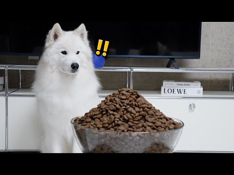 강아지에게 사료를 미친듯이 많이 줘봤더니...