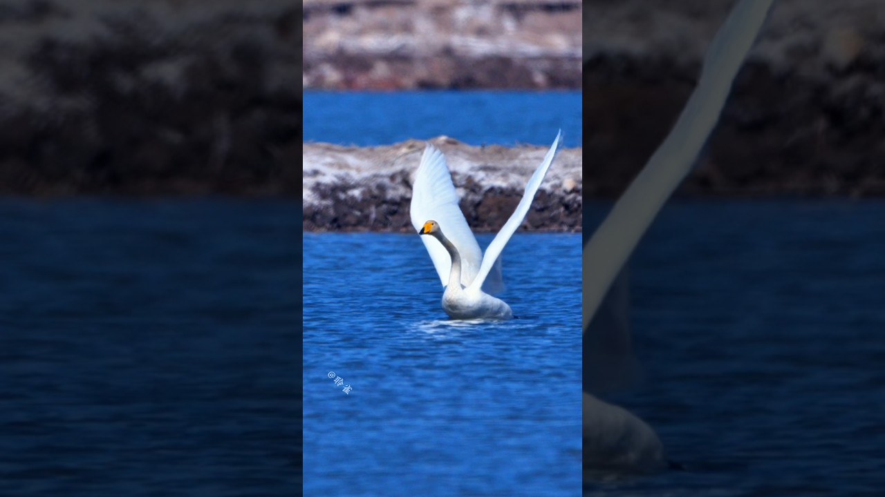 一只单身天鹅30步助跑成功起飞，美 #birds #wildlife #nature