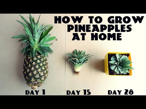 , title : 'How to Grow Pineapples at Home Fast n Easy