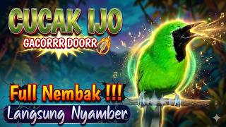 Download lagu PANCINGAN CUCAK IJO GACOR BUKA PARUH BIKIN LAWAN CEPAT ON LANGSUNG EMOSI DENGAR SUARA INI mp3