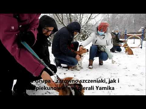Agresja lękowa Yami'ego - przełom na drugim treningu w Psim Przedszkolu DoggyBoom