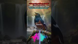 Download lagu Suara Master Murai Terbaik | Bikin Burungmu Super Gacor! mp3