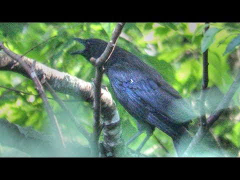 American Crow Cawing Calls